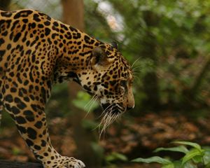 Preview wallpaper jaguar, grass, big cat, walk