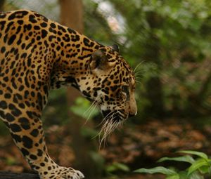 Preview wallpaper jaguar, grass, big cat, walk