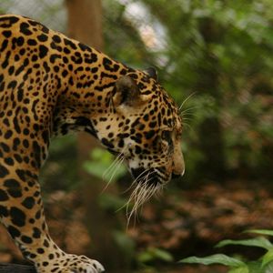 Preview wallpaper jaguar, grass, big cat, walk