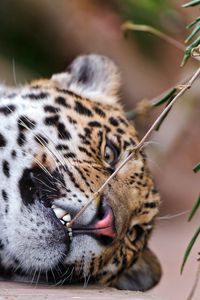 Preview wallpaper jaguar, grass, branch, predator