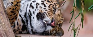 Preview wallpaper jaguar, grass, branch, predator