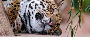 Preview wallpaper jaguar, grass, branch, predator