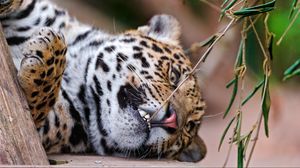 Preview wallpaper jaguar, grass, branch, predator