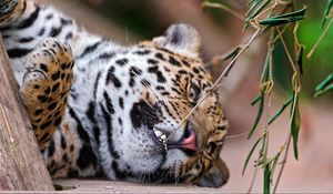 Preview wallpaper jaguar, grass, branch, predator