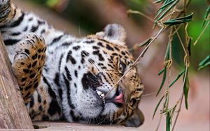 Preview wallpaper jaguar, grass, branch, predator