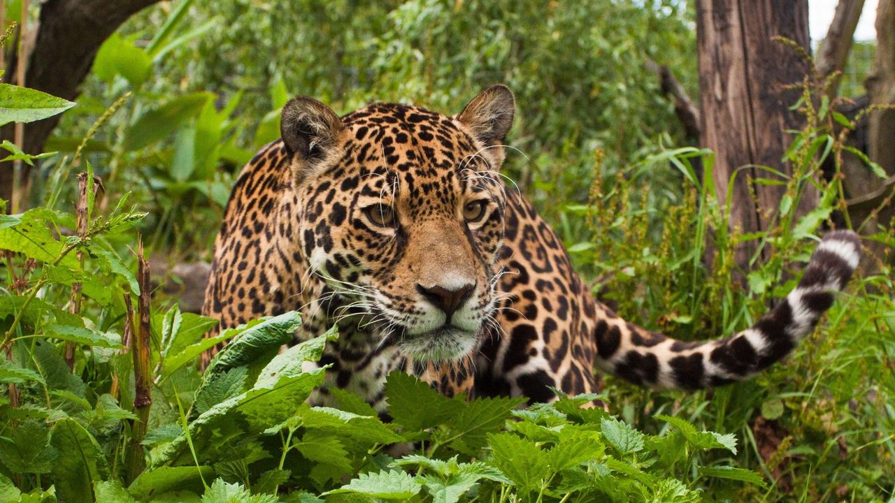 Wallpaper jaguar, grass, leaves, climb, predator