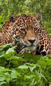 Preview wallpaper jaguar, grass, leaves, climb, predator