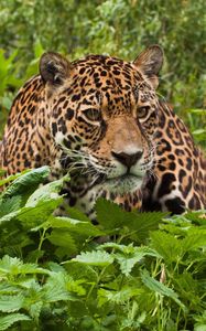Preview wallpaper jaguar, grass, leaves, climb, predator
