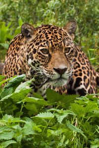 Preview wallpaper jaguar, grass, leaves, climb, predator