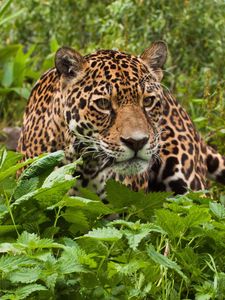 Preview wallpaper jaguar, grass, leaves, climb, predator