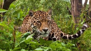 Preview wallpaper jaguar, grass, leaves, climb, predator