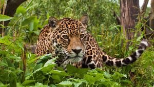 Preview wallpaper jaguar, grass, leaves, climb, predator