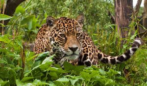 Preview wallpaper jaguar, grass, leaves, climb, predator