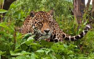 Preview wallpaper jaguar, grass, leaves, climb, predator