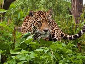 Preview wallpaper jaguar, grass, leaves, climb, predator