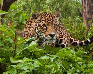 Preview wallpaper jaguar, grass, leaves, climb, predator