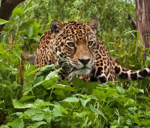 Preview wallpaper jaguar, grass, leaves, climb, predator