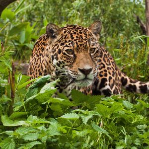 Preview wallpaper jaguar, grass, leaves, climb, predator