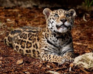 Preview wallpaper jaguar, grass, rocks, big cat