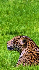 Preview wallpaper jaguar, grass, sit, predator