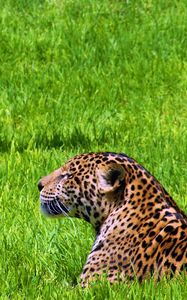 Preview wallpaper jaguar, grass, sit, predator