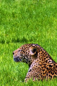 Preview wallpaper jaguar, grass, sit, predator