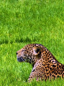 Preview wallpaper jaguar, grass, sit, predator