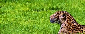 Preview wallpaper jaguar, grass, sit, predator