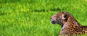 Preview wallpaper jaguar, grass, sit, predator