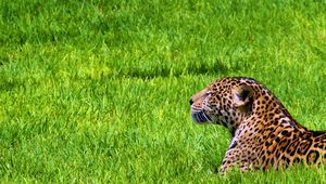 Preview wallpaper jaguar, grass, sit, predator