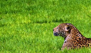 Preview wallpaper jaguar, grass, sit, predator