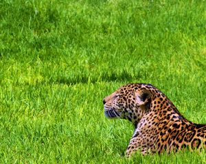 Preview wallpaper jaguar, grass, sit, predator