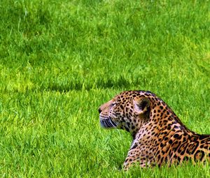 Preview wallpaper jaguar, grass, sit, predator