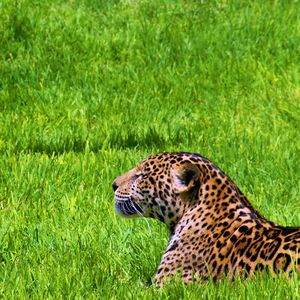 Preview wallpaper jaguar, grass, sit, predator