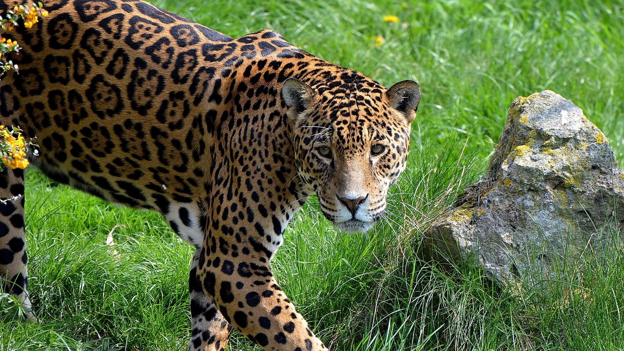 Wallpaper jaguar, grass, stone, predator