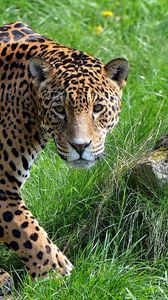 Preview wallpaper jaguar, grass, stone, predator