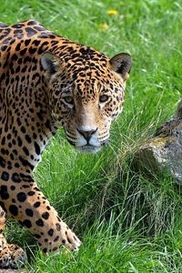 Preview wallpaper jaguar, grass, stone, predator