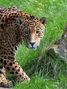 Preview wallpaper jaguar, grass, stone, predator