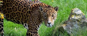 Preview wallpaper jaguar, grass, stone, predator