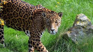 Preview wallpaper jaguar, grass, stone, predator