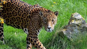 Preview wallpaper jaguar, grass, stone, predator