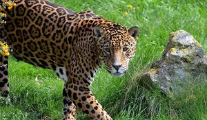 Preview wallpaper jaguar, grass, stone, predator