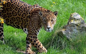 Preview wallpaper jaguar, grass, stone, predator