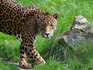 Preview wallpaper jaguar, grass, stone, predator