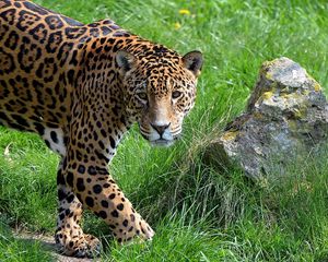 Preview wallpaper jaguar, grass, stone, predator