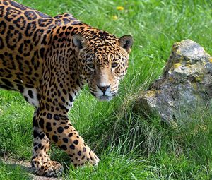 Preview wallpaper jaguar, grass, stone, predator