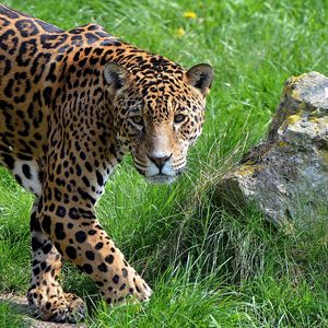 Preview wallpaper jaguar, grass, stone, predator