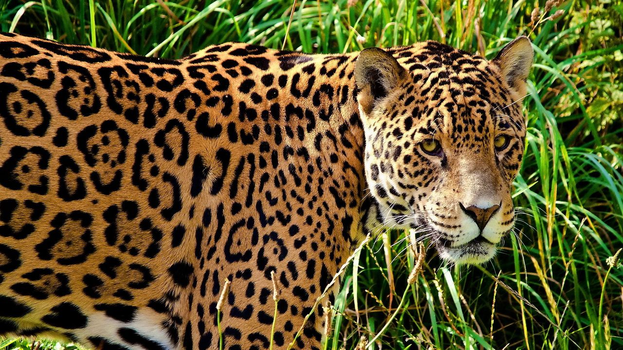 Wallpaper jaguar, grass, walk, look, predator, big cat