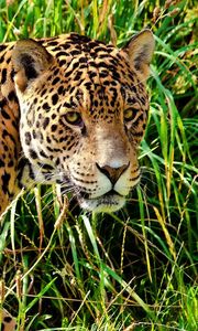 Preview wallpaper jaguar, grass, walk, look, predator, big cat