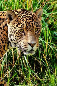 Preview wallpaper jaguar, grass, walk, look, predator, big cat